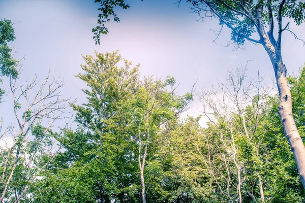 Canopy Árbol Iluminado Por Sol Salpicado Luz Dorada Cielo Azul —  Fotos de Stock