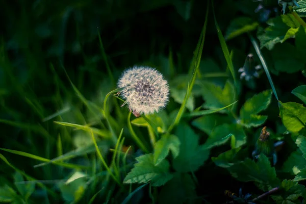 Paardebloem Klokken Een Veld Met Zeer Donkere Achterzijde — Stockfoto