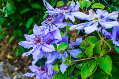 Flowering blue clematis in the garden. Beautiful lilac clematis flower UK clipart