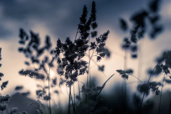 Трава Соляній Траві Випадає Невеликою Глибиною Польової Частини Великої Британії — стокове фото
