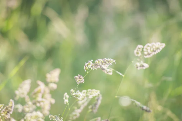 Cocksfoot Gras Een Zonnige Eveing Met Een Ondiepe Scherptediepte — Stockfoto