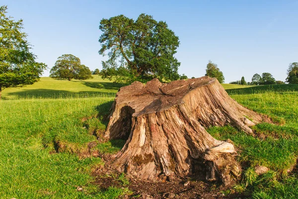 Dallam Park Milnthorpe Büyük Bir Ağaç Kütüğüne Yakın — Stok fotoğraf