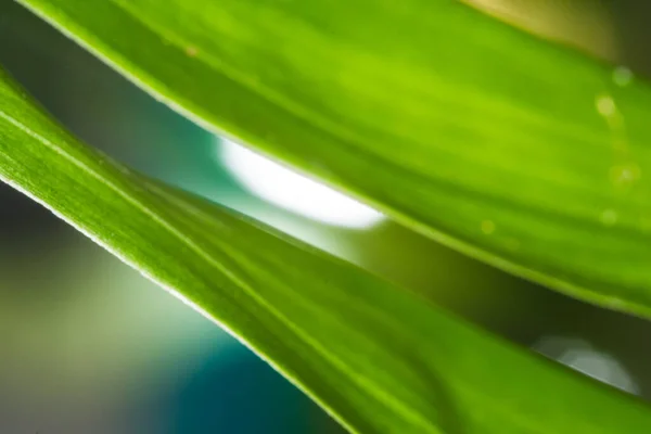 Met Lily Close Van Een Oranje Lelie Bloem Macro Horizontaal — Stockfoto