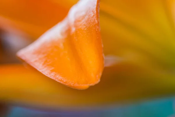 Lily. Close-up of an orange Lily flower. Macro horizontal