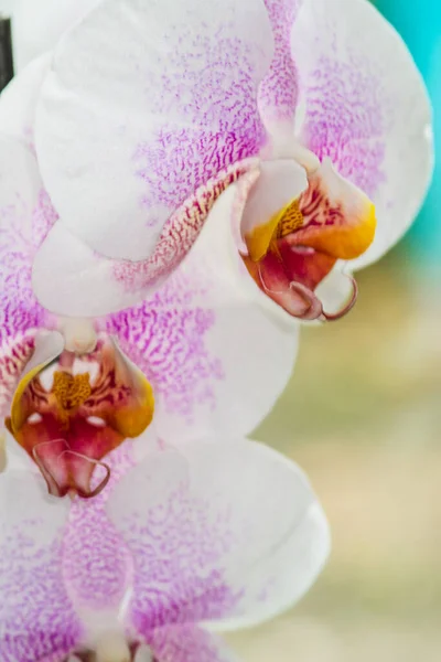 Piękny Różowy Biały Plamisty Orchidea Zbliżenie — Zdjęcie stockowe