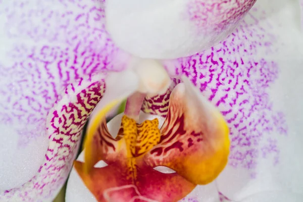 Bonito Rosa Branco Manchado Orquídea Close Reino Unido — Fotografia de Stock