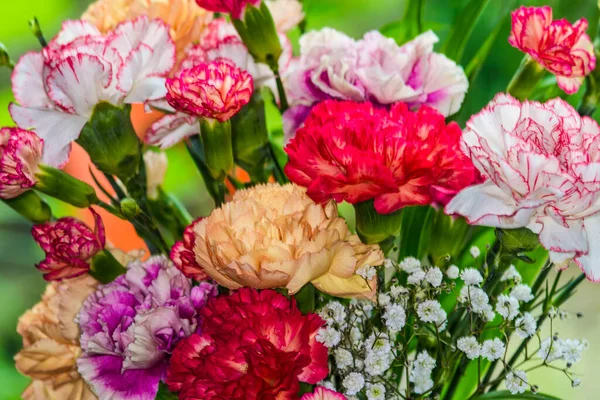Kwiatowe Tło Wielobarwnych Kwiatów Piękny Bukiet Goździków Kolorowy Goździk Goździki — Zdjęcie stockowe
