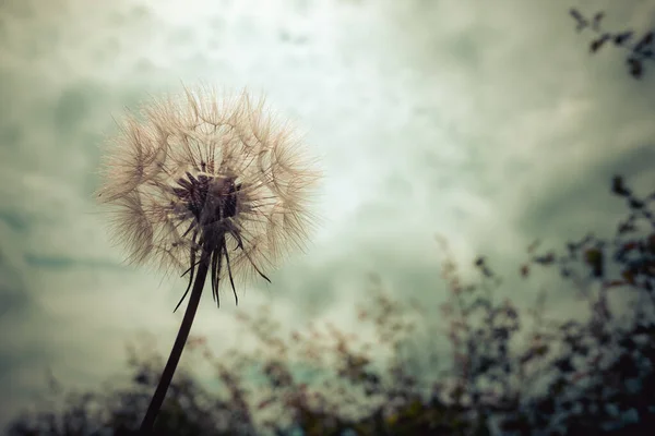 Tragopogon Barba Cabra Salsify Como Uma Enorme Flor Dente Leão — Fotografia de Stock