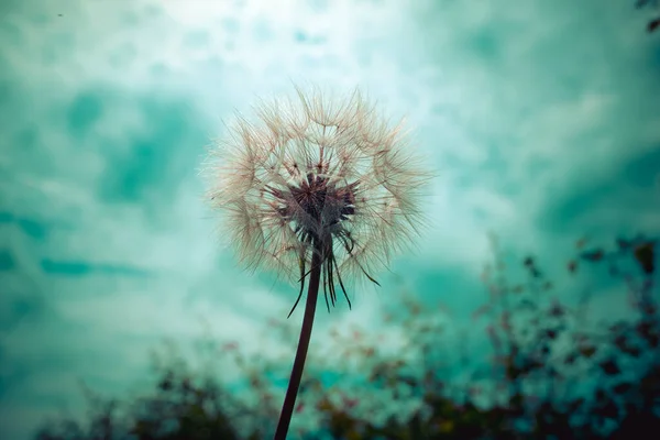 Tragopogon, keçi sakalı veya tuzlu su dev bir karahindiba çiçeği gibidir. Parashuti şeklinde beyaz kabarık tohumlar..