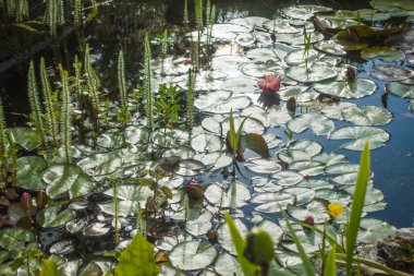 Bir gölün yüzeyinde Lily pedleri.
