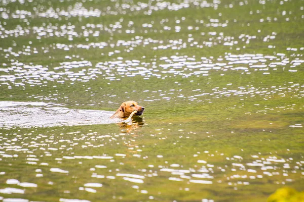 Pies Bawi Się Kijem Wodzie Pies Pływa Rzece Brzegu — Zdjęcie stockowe
