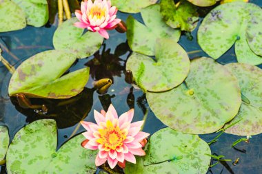 Güzel pembe su Lily yazın bir bahçe gölünde