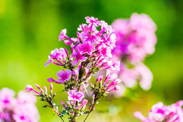 Красиві Пінцетні Зграї Квіти Саду Розмитим Зеленим Тлом — стокове фото