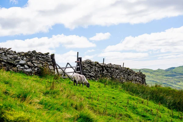 Pecora Sulla Collina Del Kirkstone Pass Lake District — Foto Stock