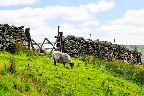 Kirkstone Geçidi Nin Yamacında Koyun Var — Stok fotoğraf