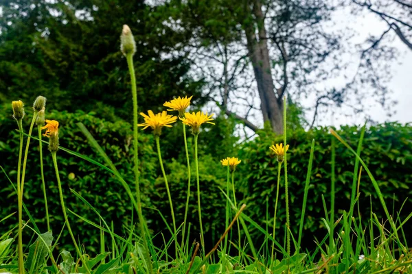 Kreativ bild av Katt-öra, Hypochaeris radicata, gul blomma — Stockfoto