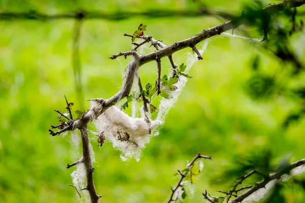Schapen wol gevangen op de takken van een struik — Stockfoto