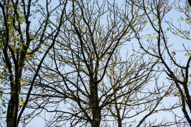 Öğleden sonra güneş dalların ve gövdelerin arasından ışıldarken yumuşak arka plan manzarası