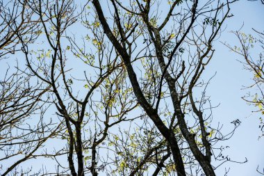 Öğleden sonra güneş dalların ve gövdelerin arasından ışıldarken yumuşak arka plan manzarası