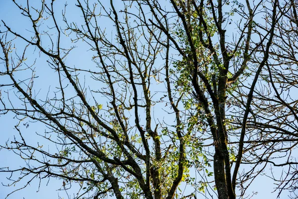Öğleden sonra güneş dalların ve gövdelerin arasından ışıldarken yumuşak arka plan manzarası