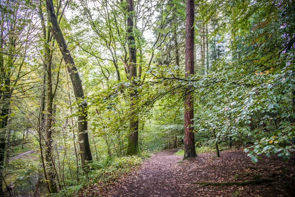 Buchenwälder Mit Sonnenschein Der Durch Die Baumkronen Lake District England — Stockfoto