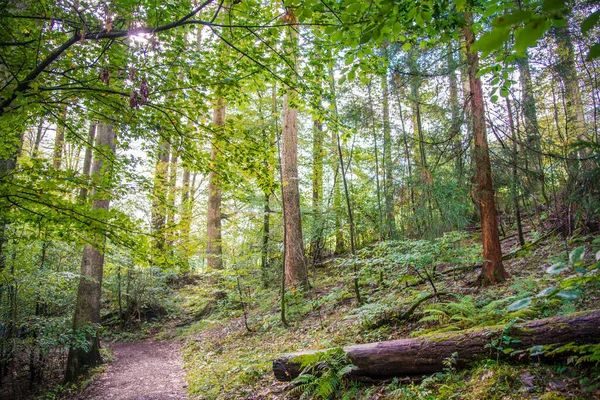 Beech Tree Woodlands Sunshine Shining Canopy Lake District England — Stock Photo, Image