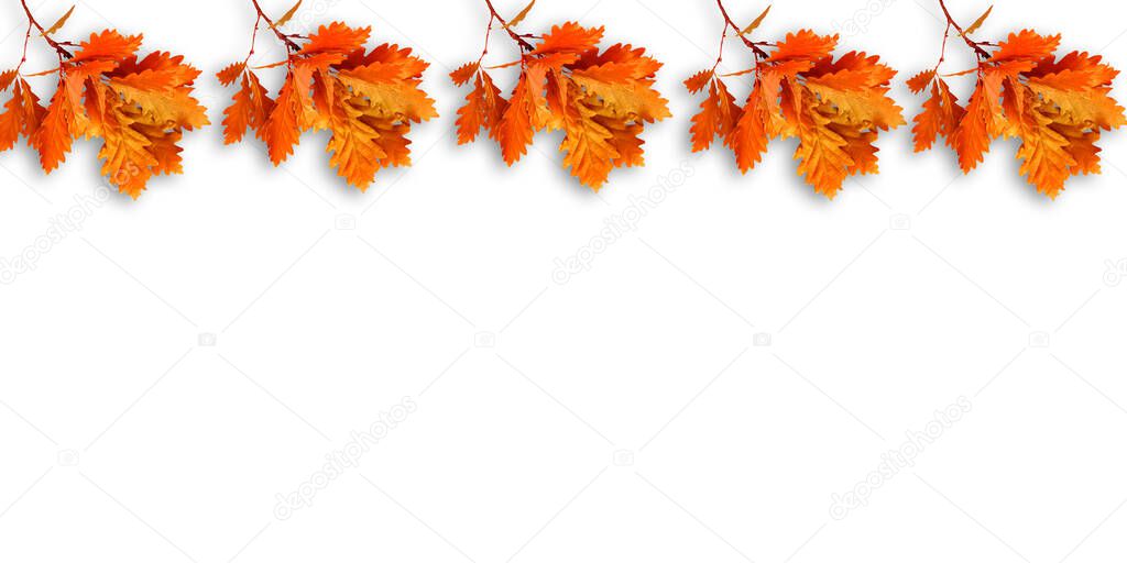 fall beech branches and leaves on a plain white background