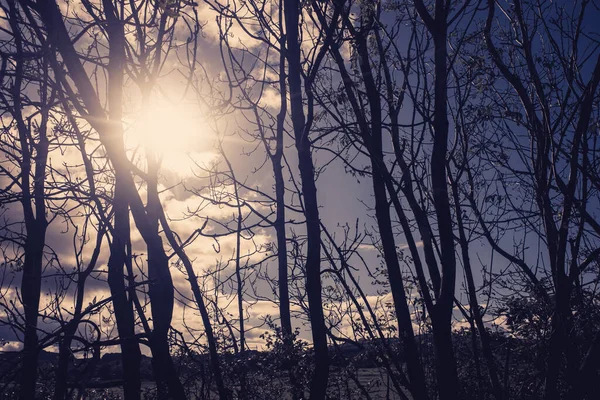 Güneş Işığı Saçan Sepia Renkli Ağaçların Silüeti — Stok fotoğraf