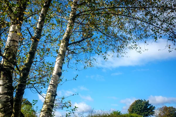 Grüne Blätter Von Den Bäumen Unter Einem Strahlend Blauen Himmel — Stockfoto