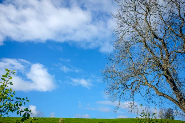 Parlak Mavi Gökyüzünün Altındaki Ağaçlardan Yeşil Yapraklar Yaprak Örtüsü — Stok fotoğraf