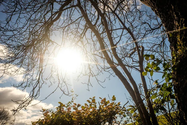 Baumwipfel Grünes Laub Outdoor Naturpark Landschaft Hintergrund Sonne Himmel Sommer — Stockfoto