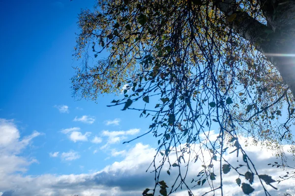 Grüne Blätter Von Den Bäumen Unter Einem Strahlend Blauen Himmel — Stockfoto