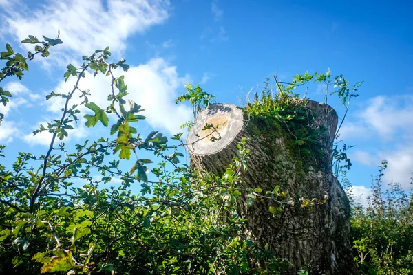 Tree Stump Dead Ash Tree Через Emerald Ash Border Damage Стокова Картинка