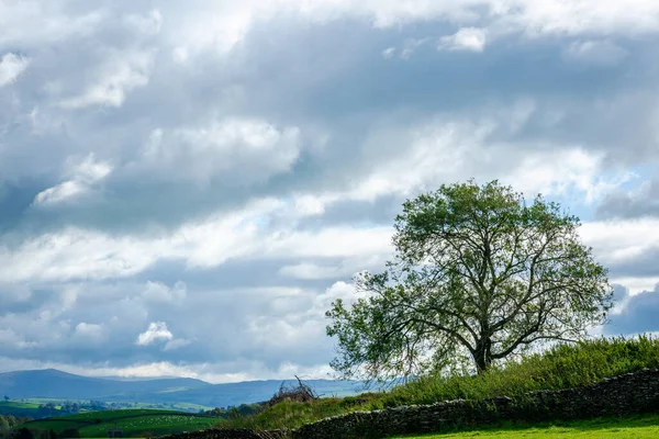 Einzelner Baum Auf Einem Hügel Mit Bewölktem Himmel Lake District — Stockfoto