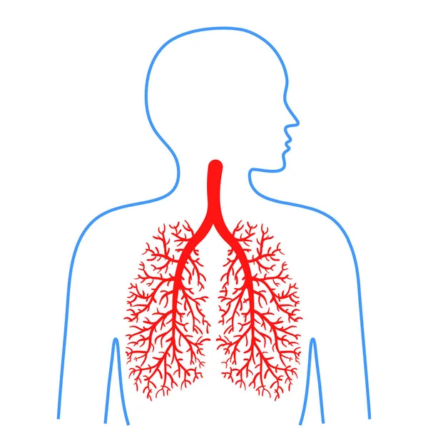 Lungen und Bronchien, menschliche Atemwege. Medizin und Gesundheit. Vektorillustrationen. — Stockvektor