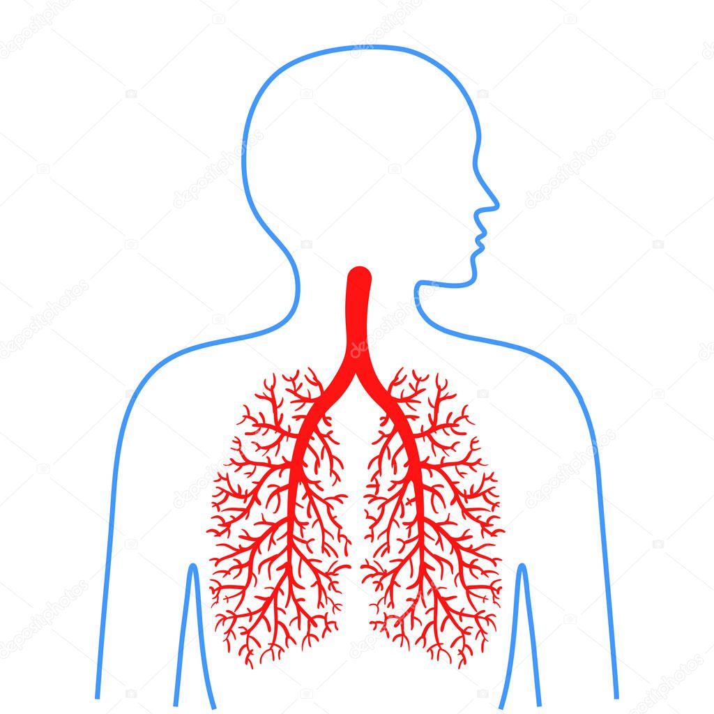 Lungs and bronchi, human respiratory system. Medicine and health. Vector illustrations.