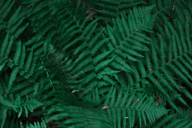 Yaz orman bitkilerde