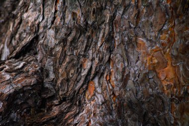 Orman ağaç kabuğu