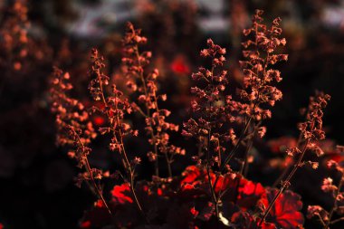 yaz güneş ışınlarının bitkilerde