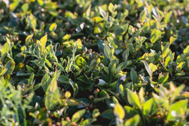 yaz güneş ışınlarının bitkilerde