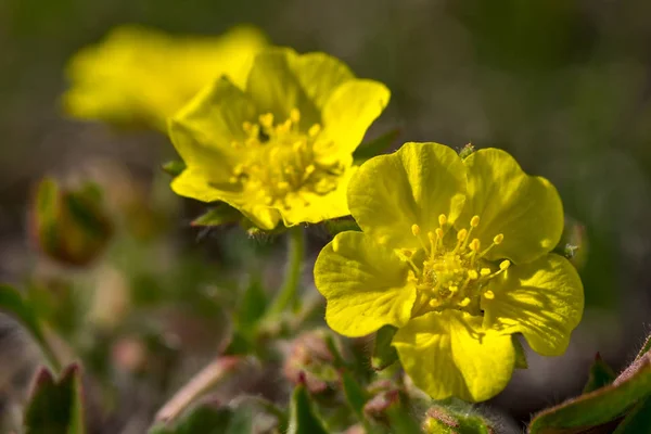 Hahnenfußblumen — Stockfoto