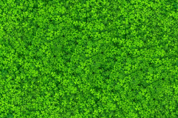Zelené listy. Zelené listy texturu pozadí. Kreativních rozložení m — Stock fotografie