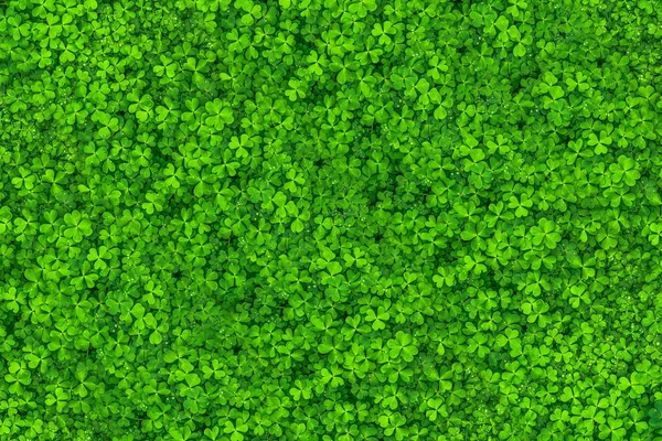 Green leaves. Green leaves background texture. Creative layout m — Stock Photo, Image