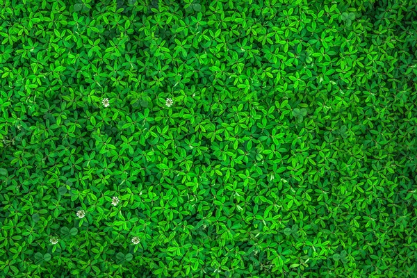 Groene bladeren. Het patroon van de achtergrond van het groene bladeren. Creatieve lay-out m Stockfoto