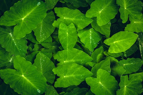 Green leaves. Green leaves background texture. Creative layout m — Stock Photo, Image