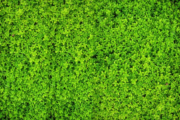 Green leaves. Green leaves background texture. Creative layout m — Stock Photo, Image