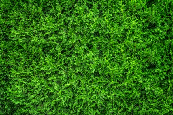 Green leaves. Green leaves background texture. Creative layout m — Stock Photo, Image