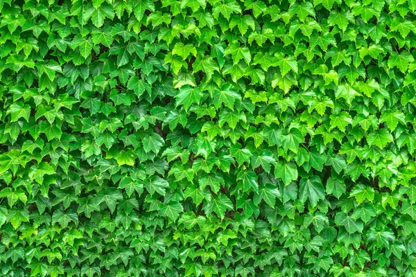 Groene bladeren. Het patroon van de achtergrond van het groene bladeren. Creatieve lay-out m — Stockfoto