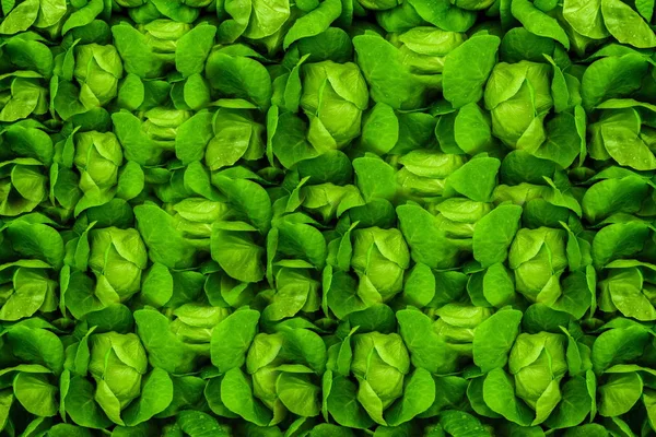 Zielone liście. Tekstura tło zielony liści. Układ Creative m — Zdjęcie stockowe
