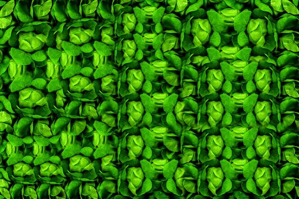 Groene bladeren. Het patroon van de achtergrond van het groene bladeren. Creatieve lay-out m — Stockfoto